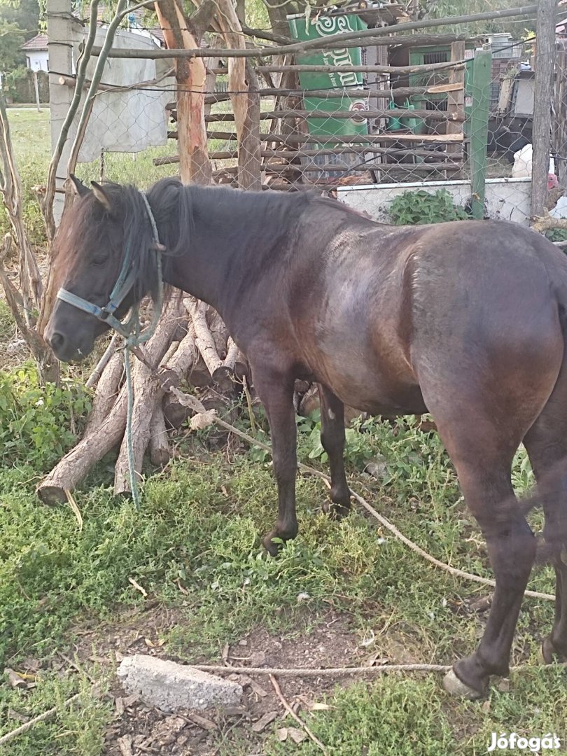 Eladó póni ló 