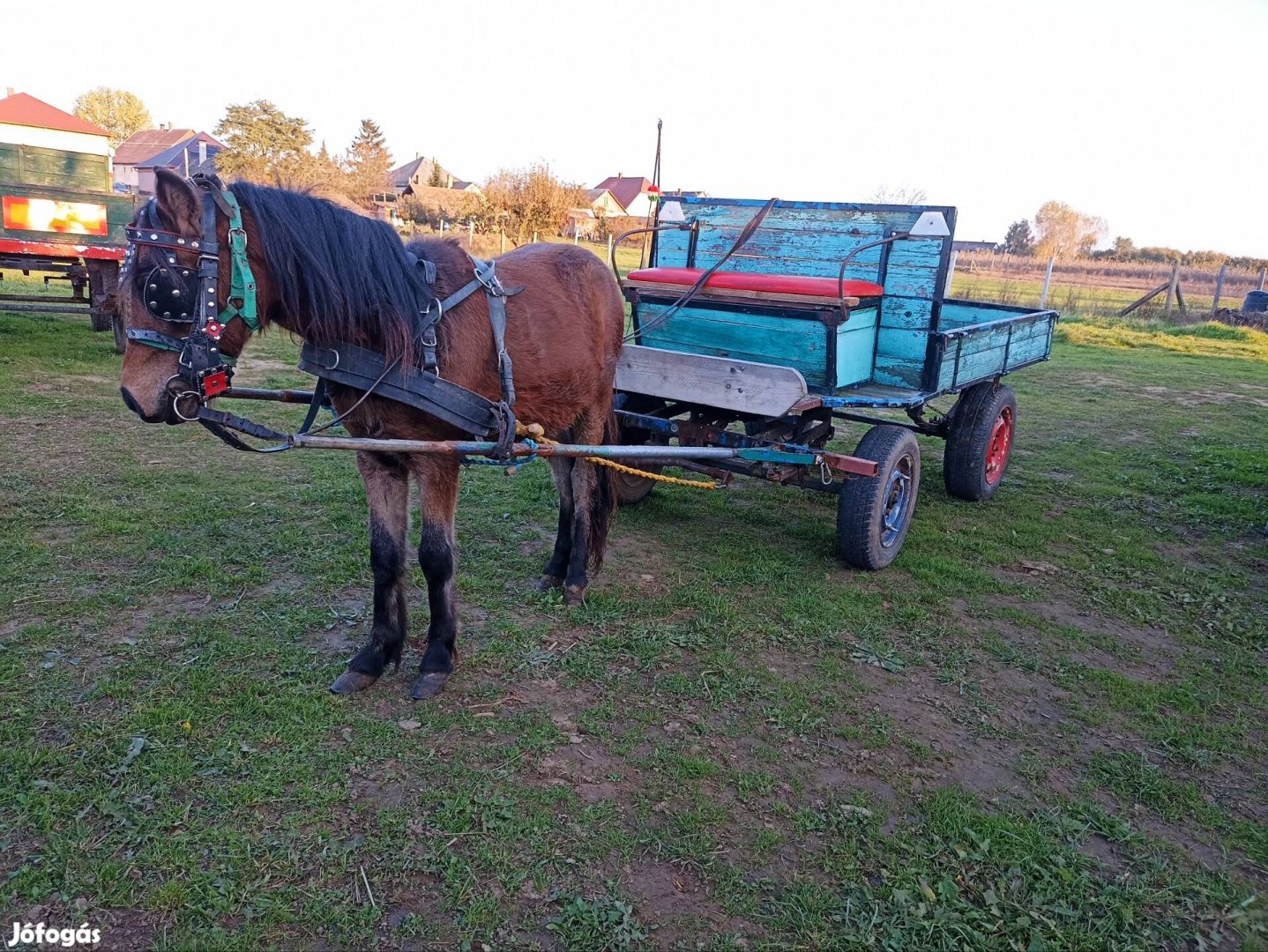 Eladó póni ló..