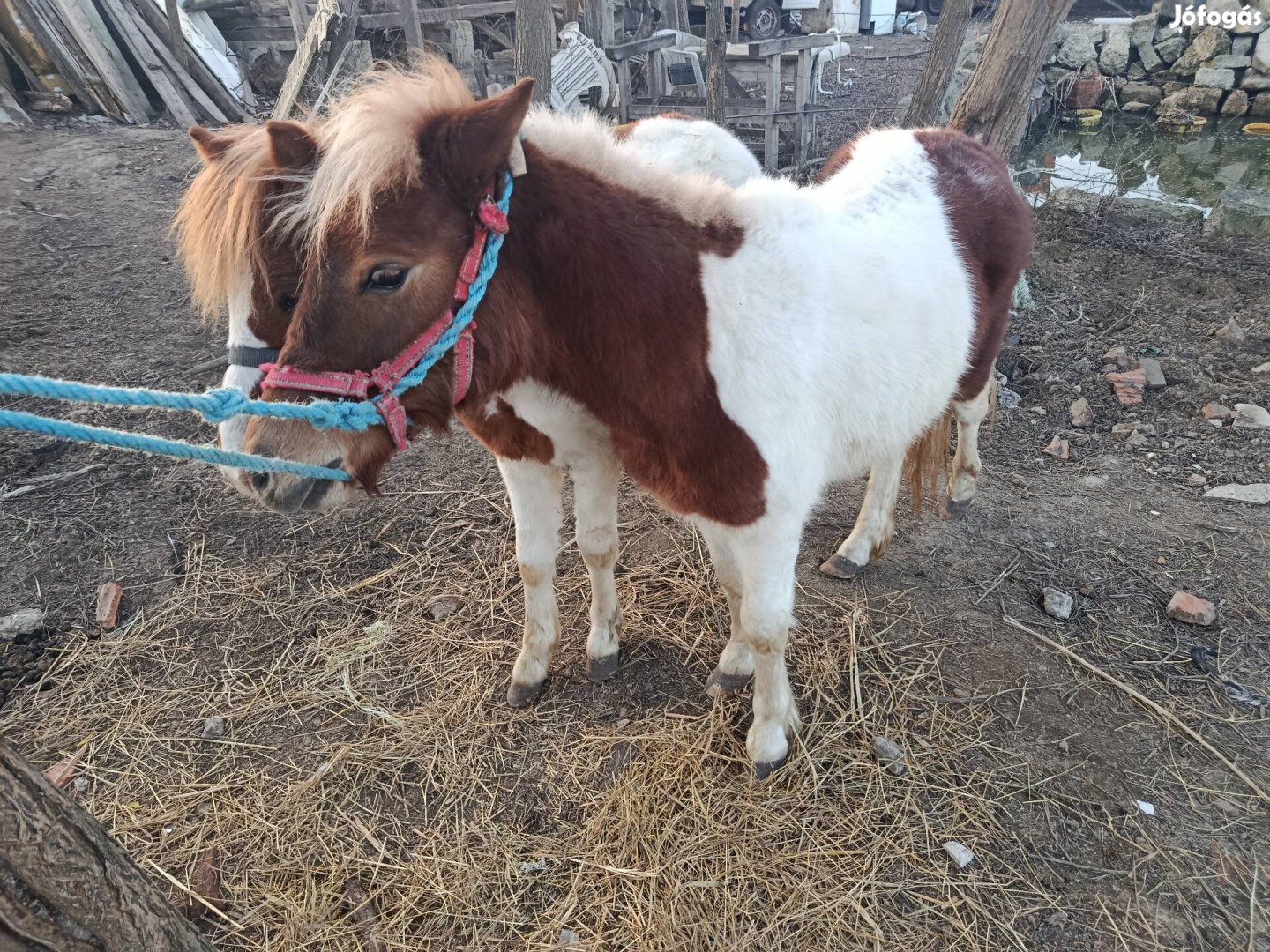 Eladó ponik vagy csere