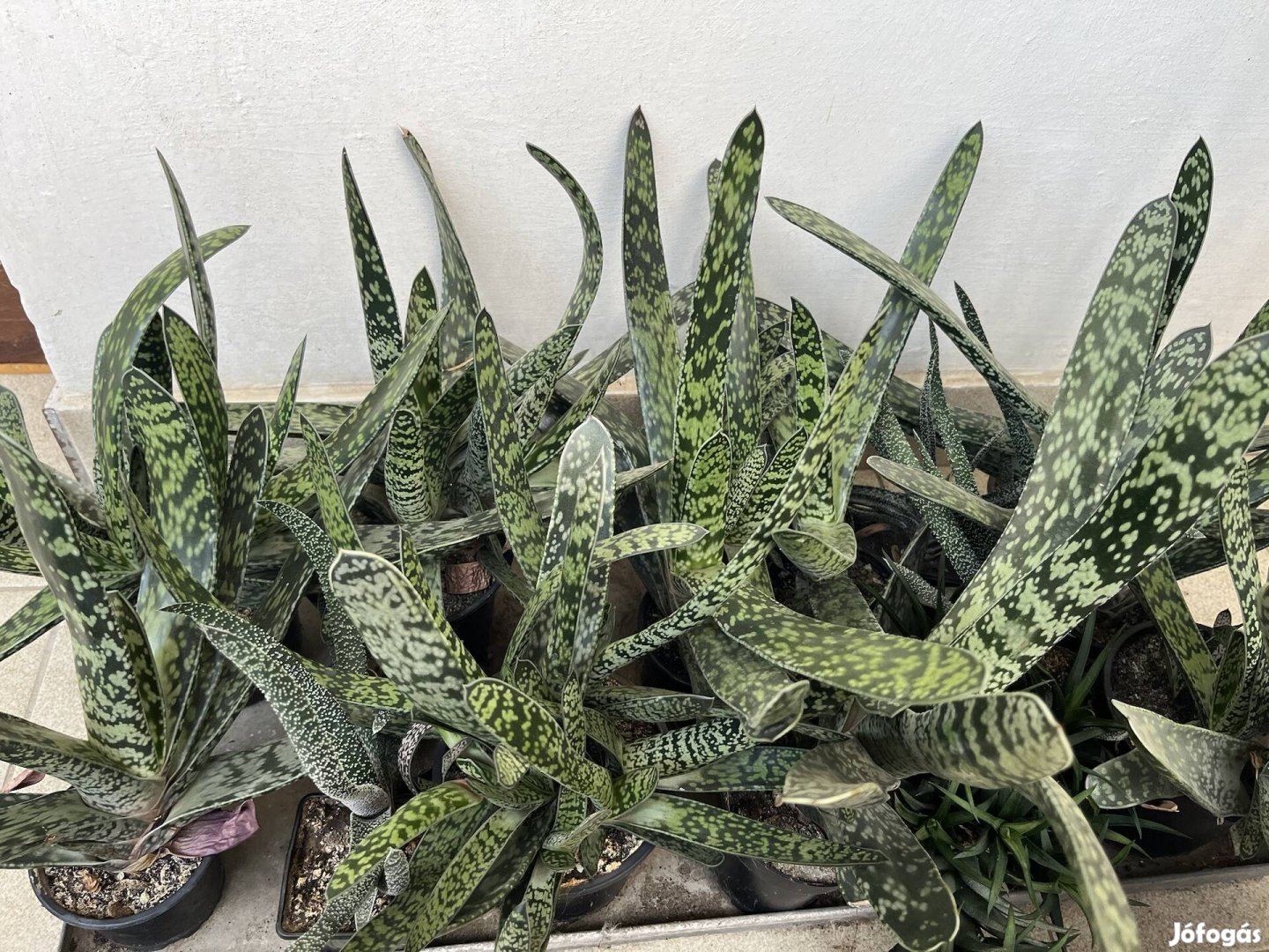 Eladó pozsgások (gasteria)