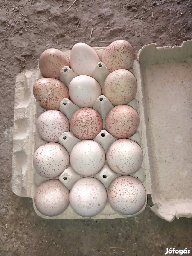 Eladó pulyka tojás