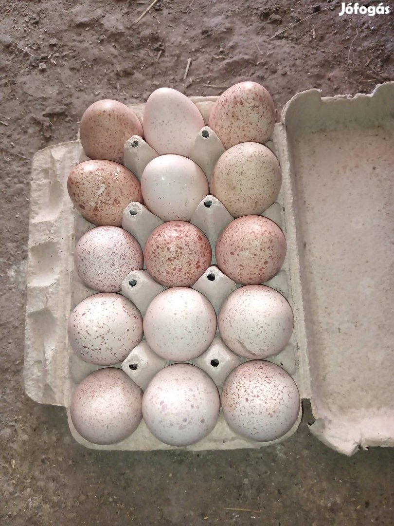 Eladó pulyka tojás 