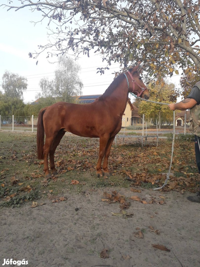 Eladó sárga kanca ló