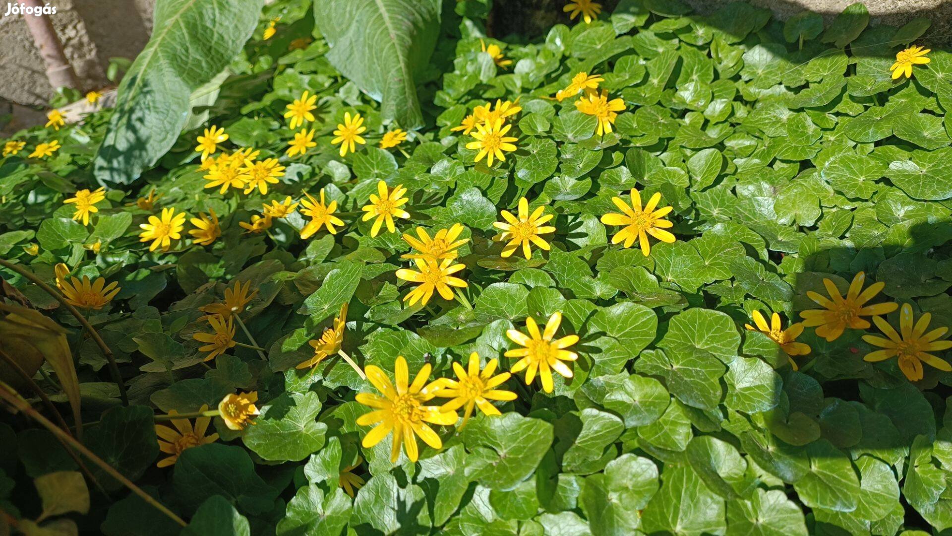 Eladó sárga virágú kerti évelő növény salátaboglárka