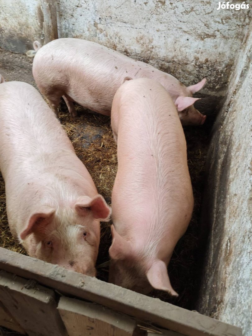 Eladó sertések!