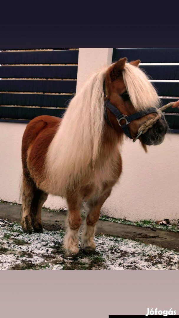 Elado shetland herélt