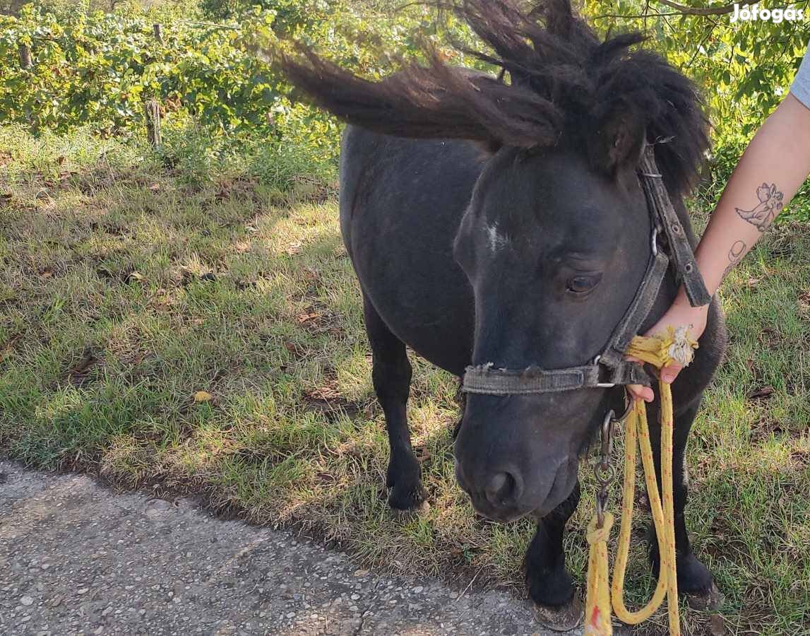 Eladó shetlandi póni