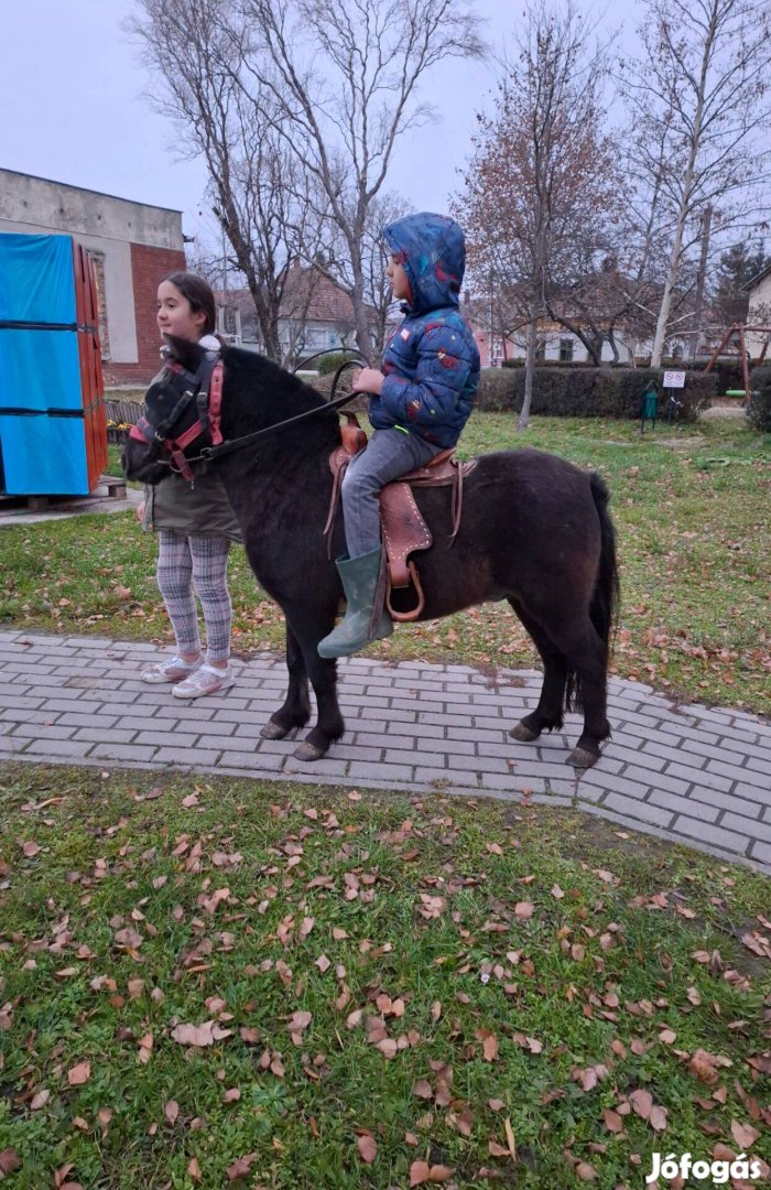 Eladó shetlandi póni