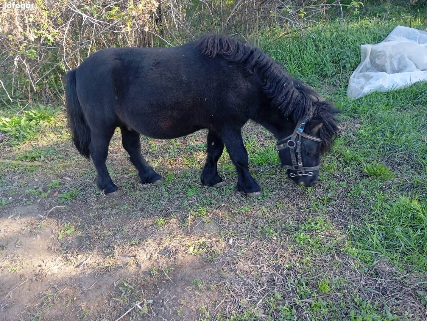 Eladó shetlandi póni csődör