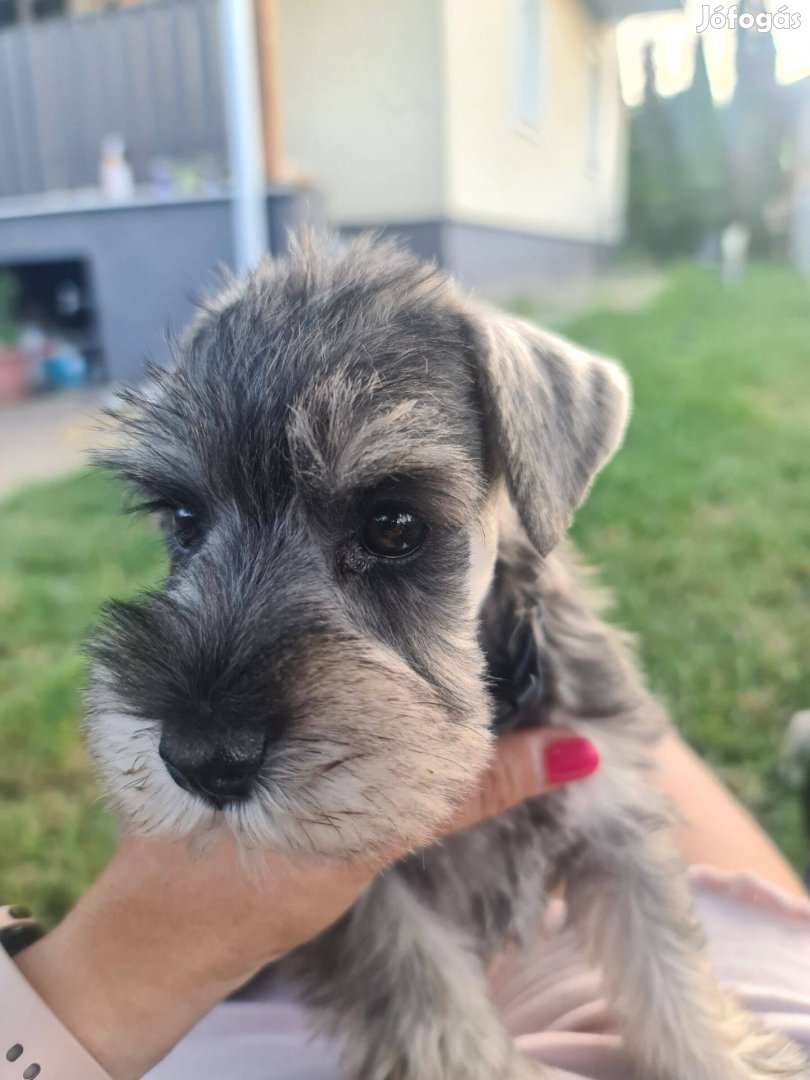 Eladó só-bors törpe Schnauzer fajtatiszta, FCI törzskönyves kiskutyák