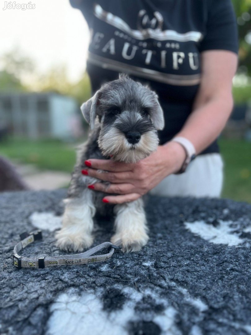 Eladó só-bors törpe Schnauzer fajtatiszta kiskutyák