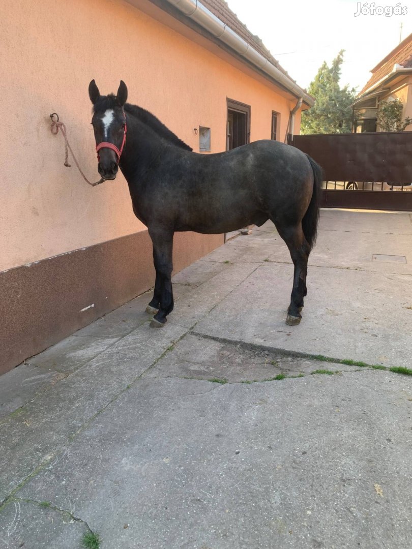 Eladó sodrot csikó!