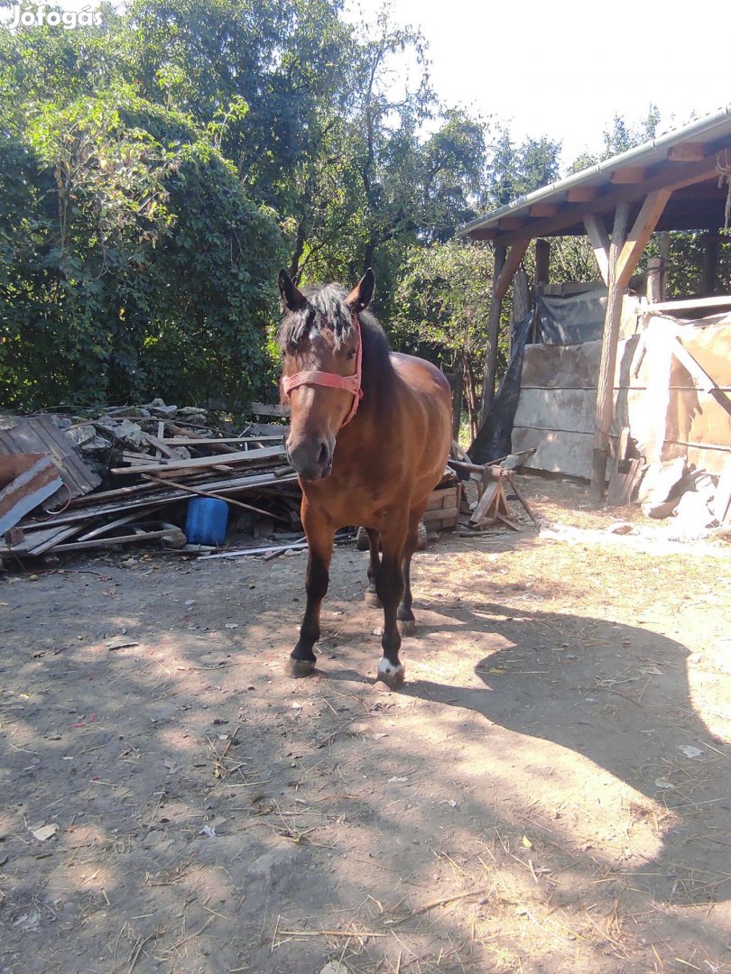 Eladó sodrott herélt ló