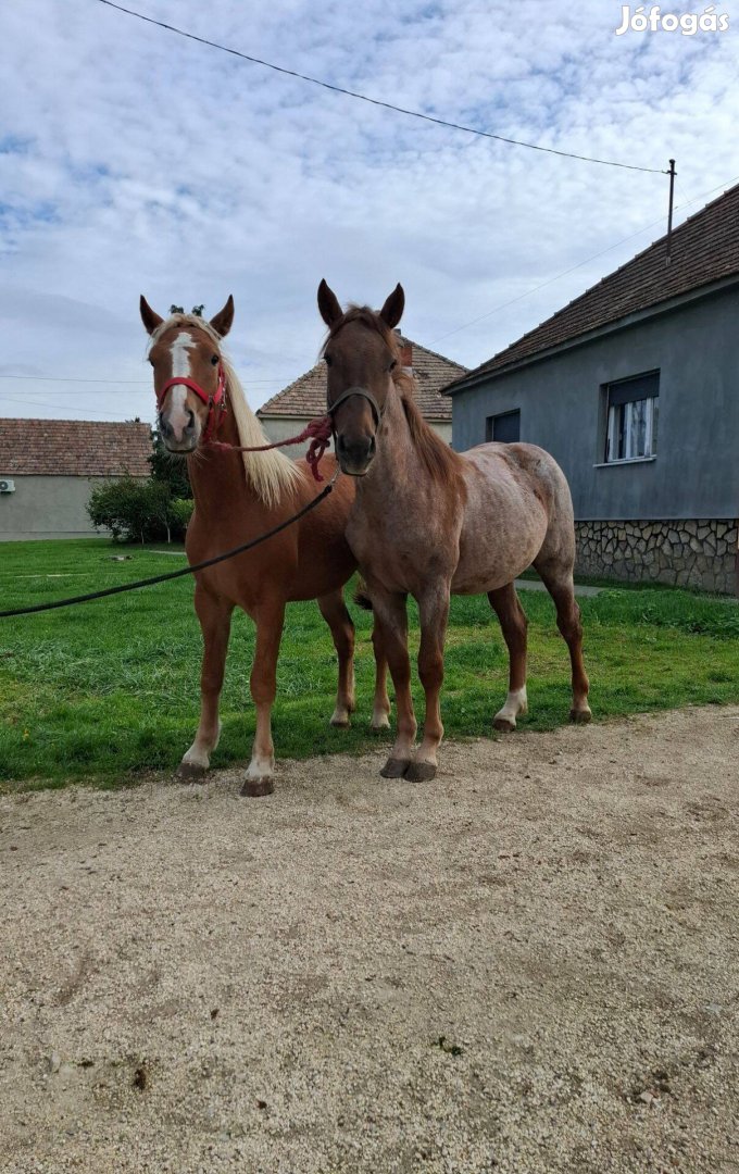 Eladó sodrott kanca csikók