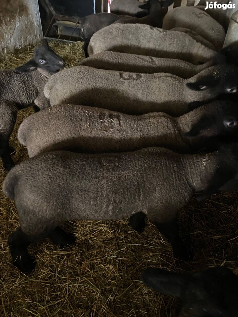 Eladó suffolk bárányok