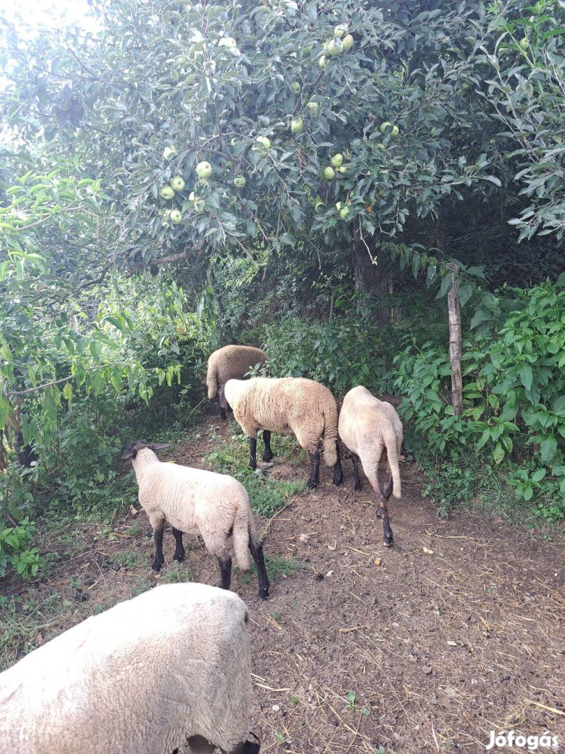 Eladó suffolk bárányok