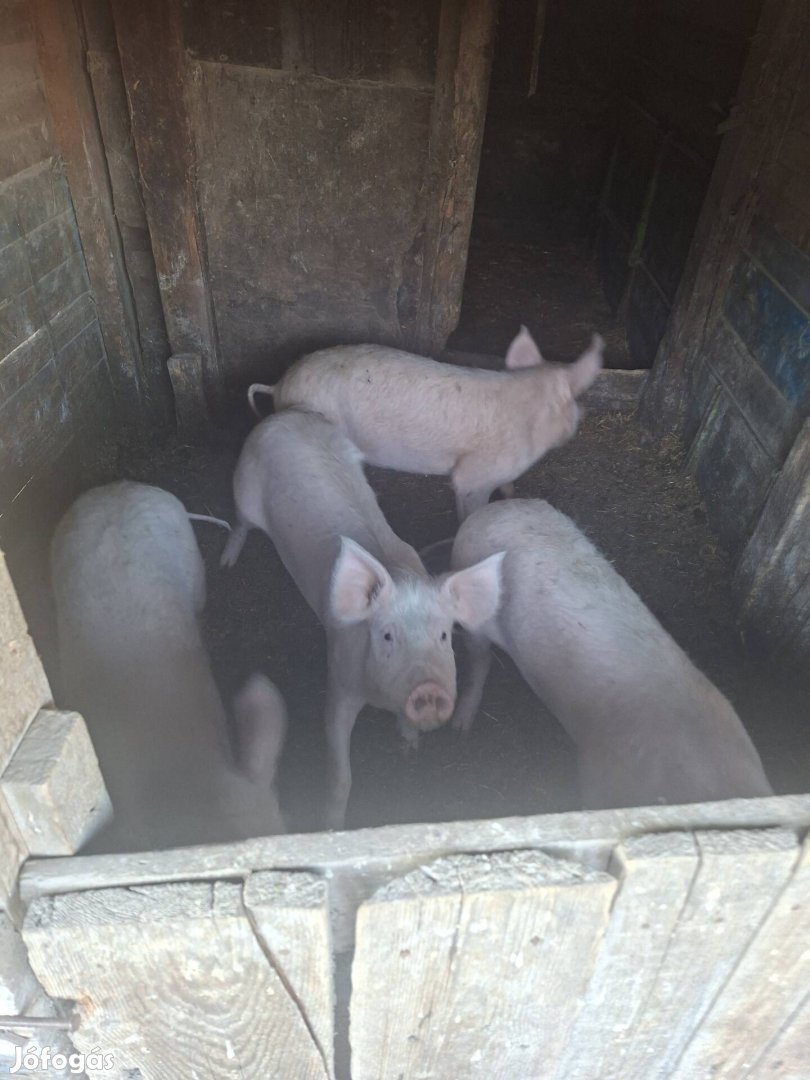 Eladó süldő malacok!