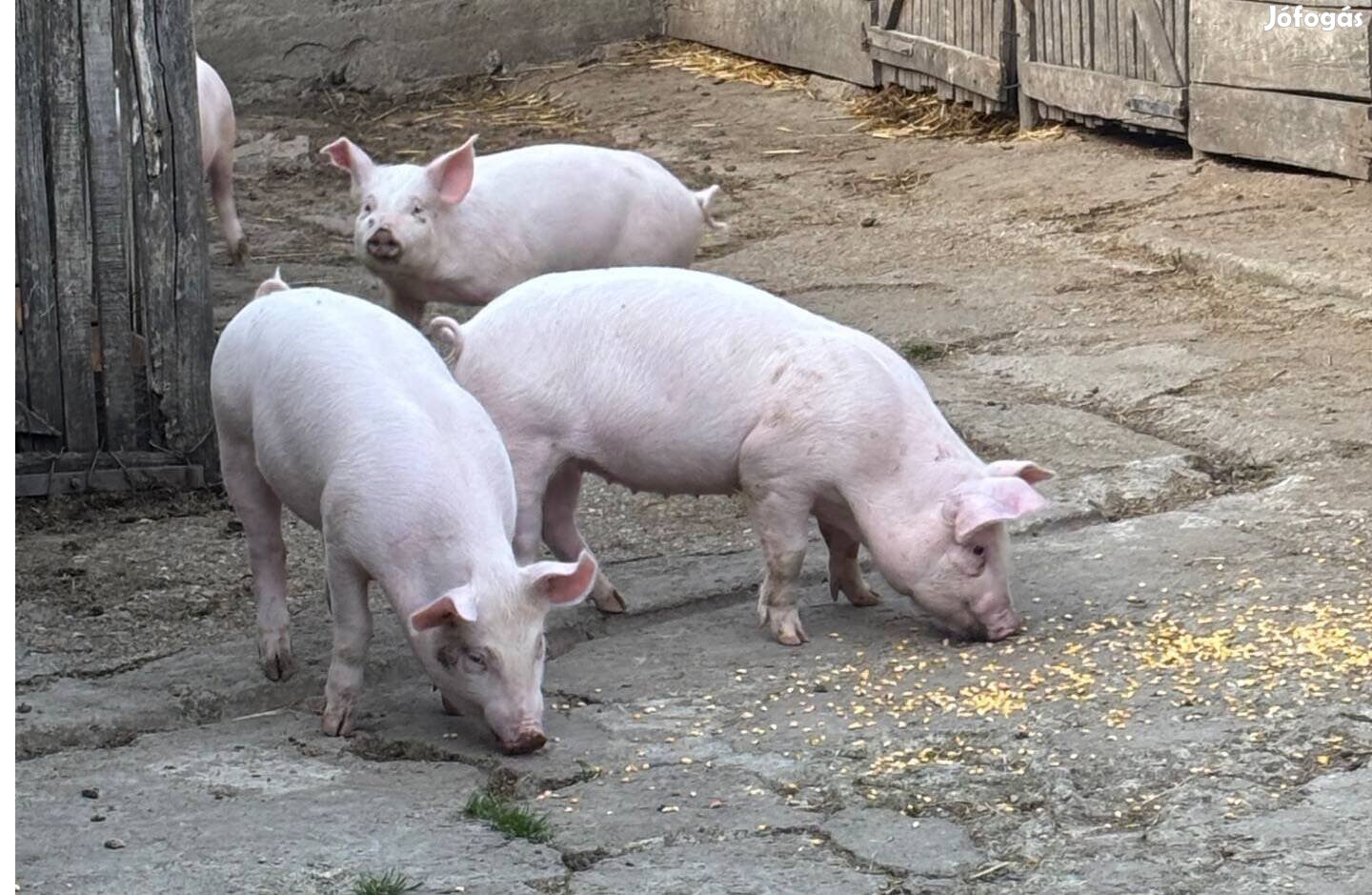 Eladó süldők Jászszentandráson