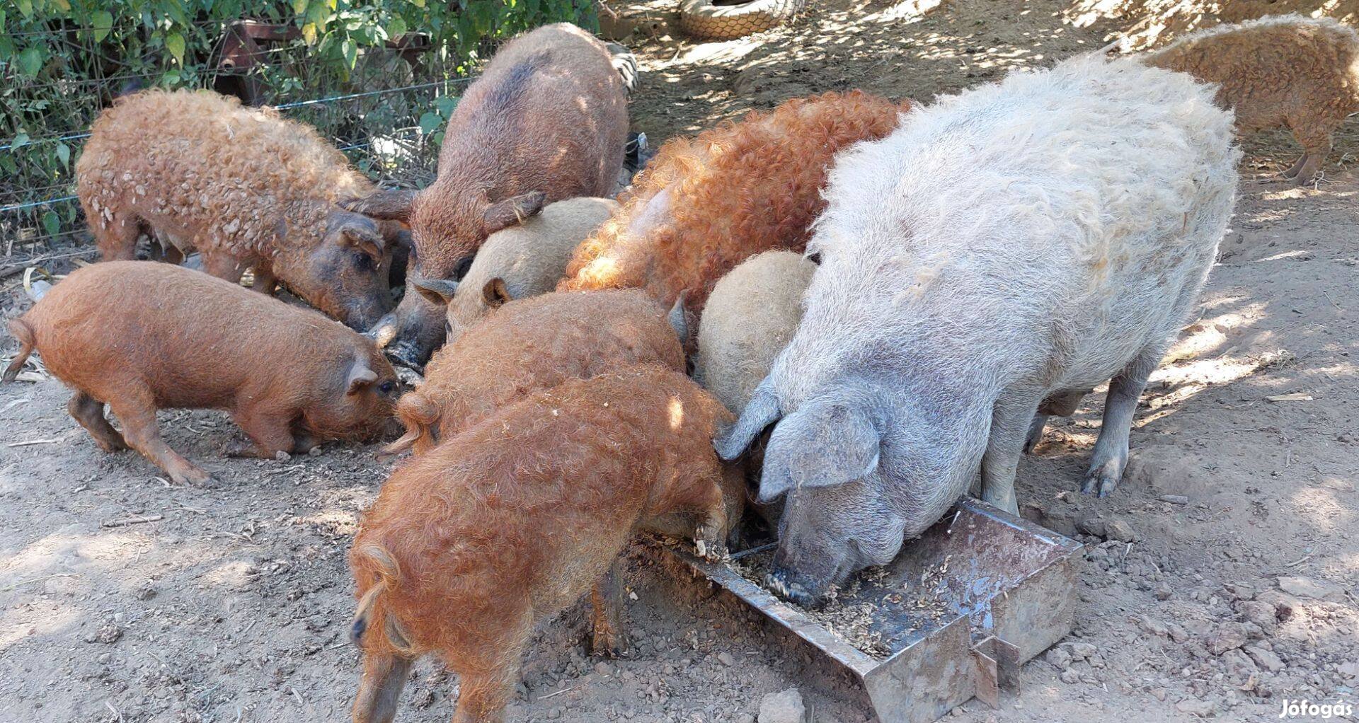 Eladó szabadtartásos mangalica süldők