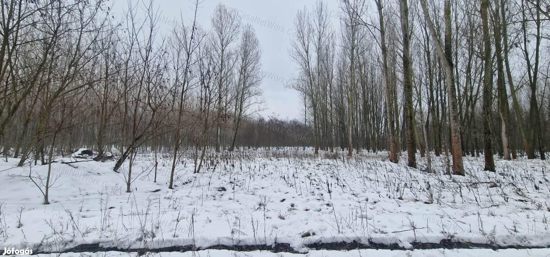 Eladó szántó Cegléden, az Ugyeri dűlőben
