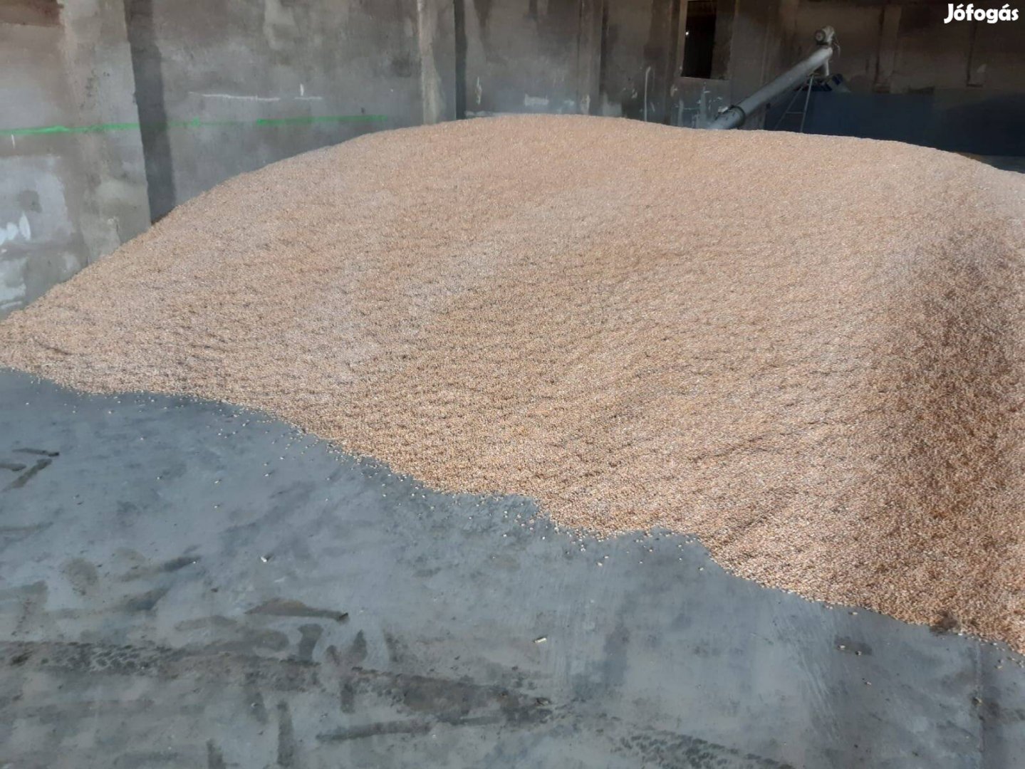 Eladó szárított kukorica