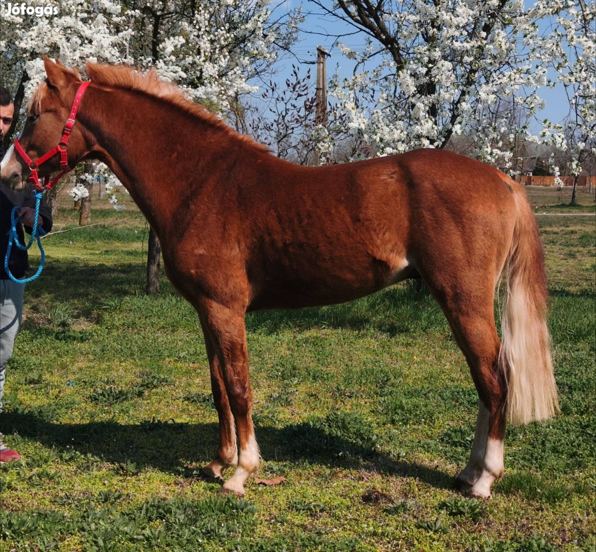 Eladó származásos sport póni mén