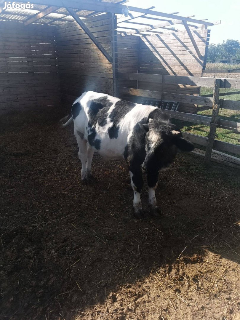 Eladó szarvasmarha