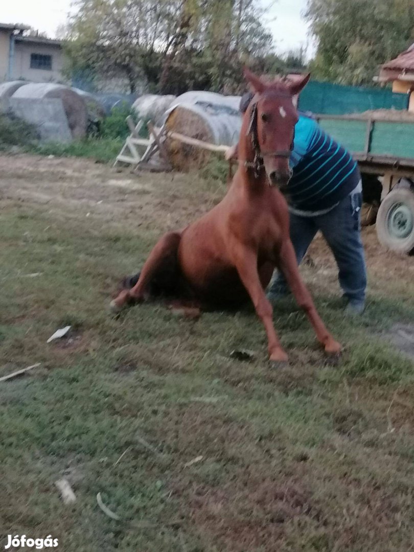 Eladó szelíd 150 cm szal.herélt csikó