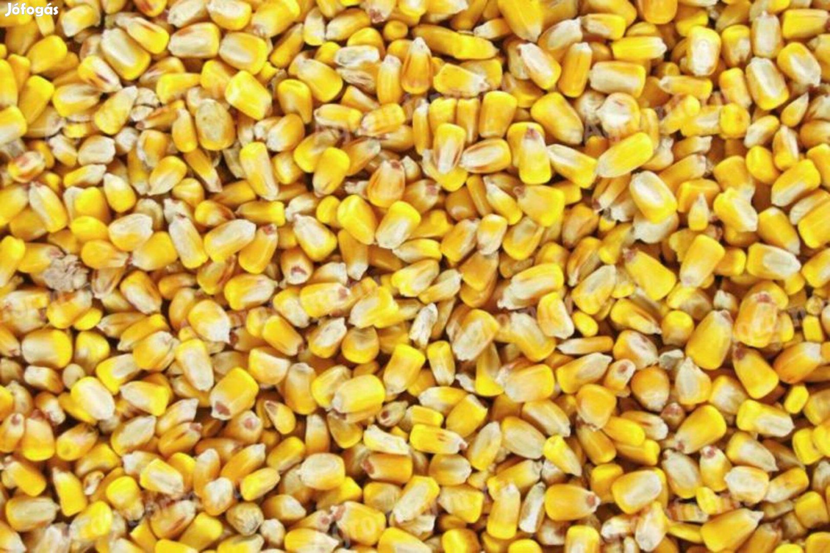 Eladó szemes kukorica
