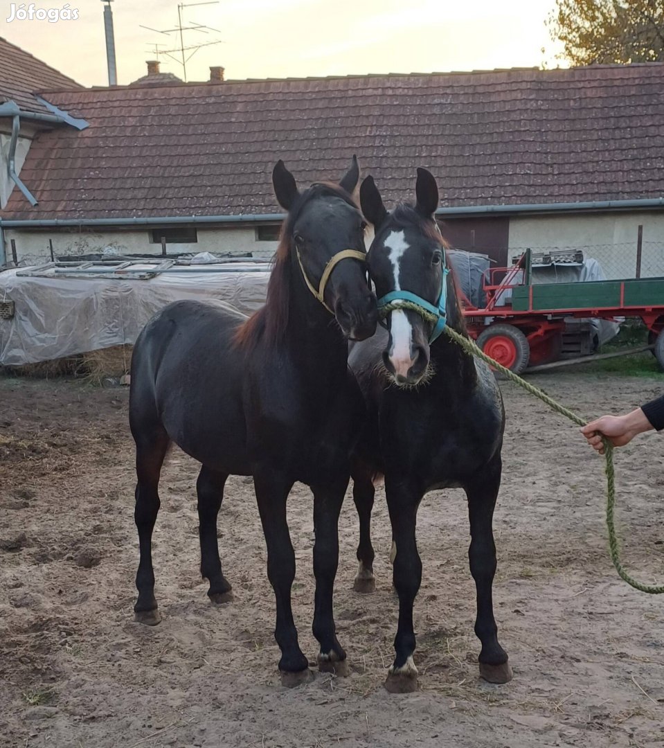 Eladó szép csikók