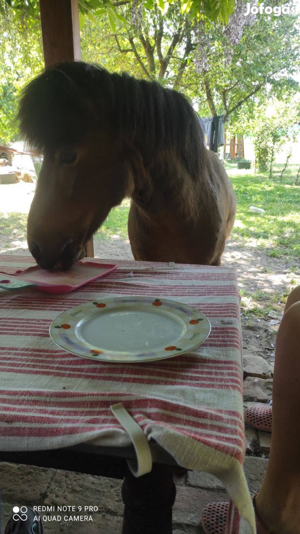 Eladó szeretett pónilovunk Palika