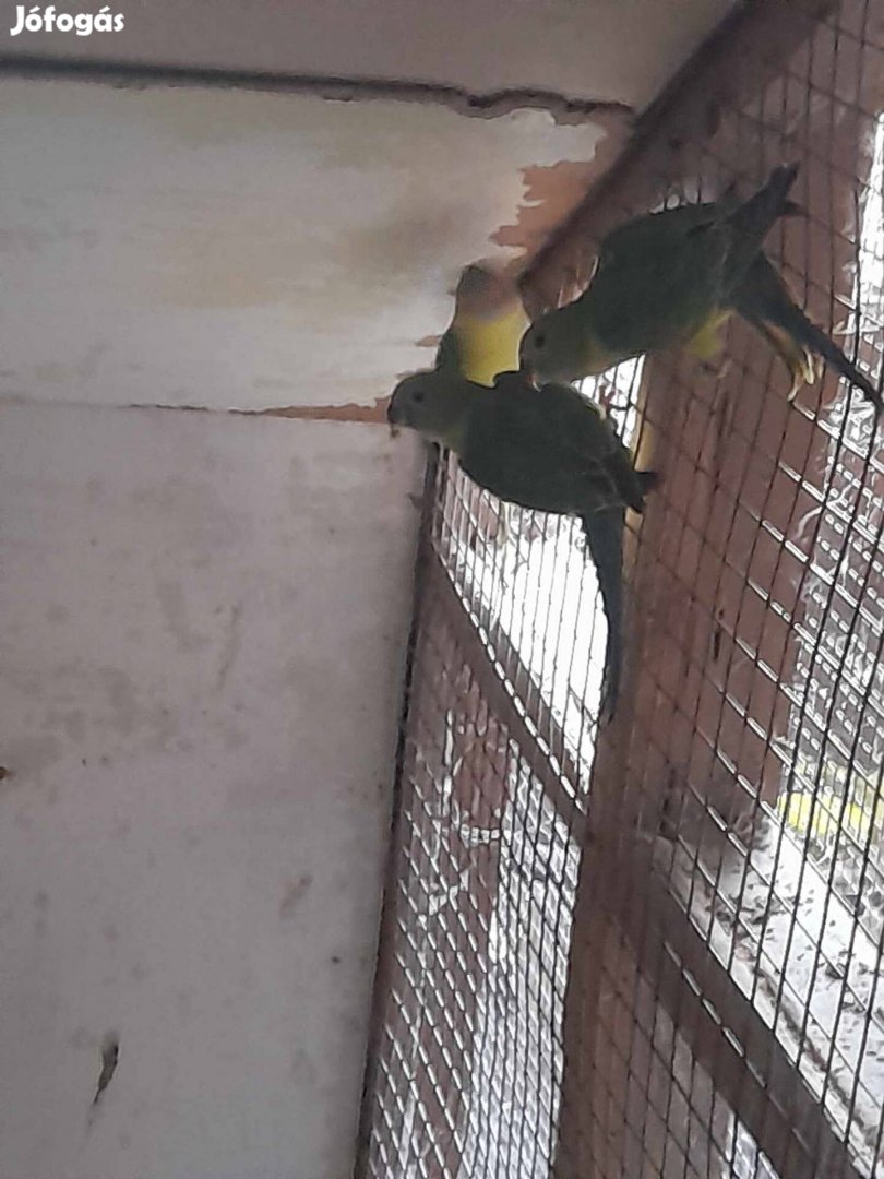 Eladó szilvafejű papagáj 