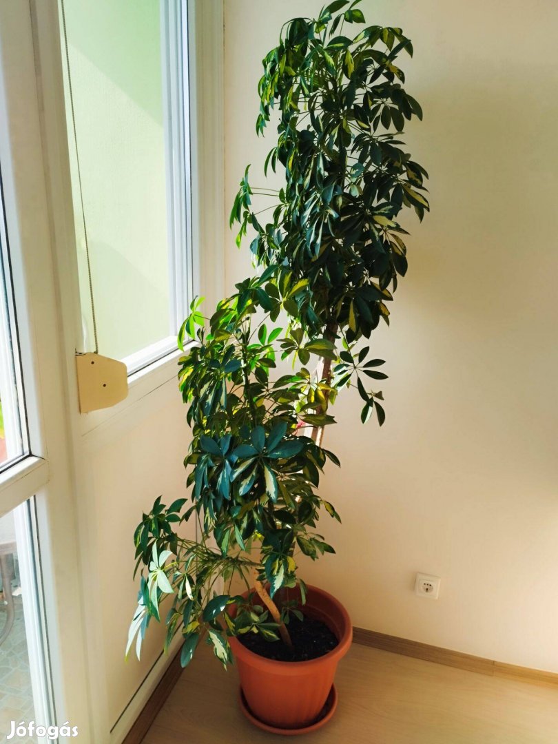 Eladó szobanövény Tapolcán