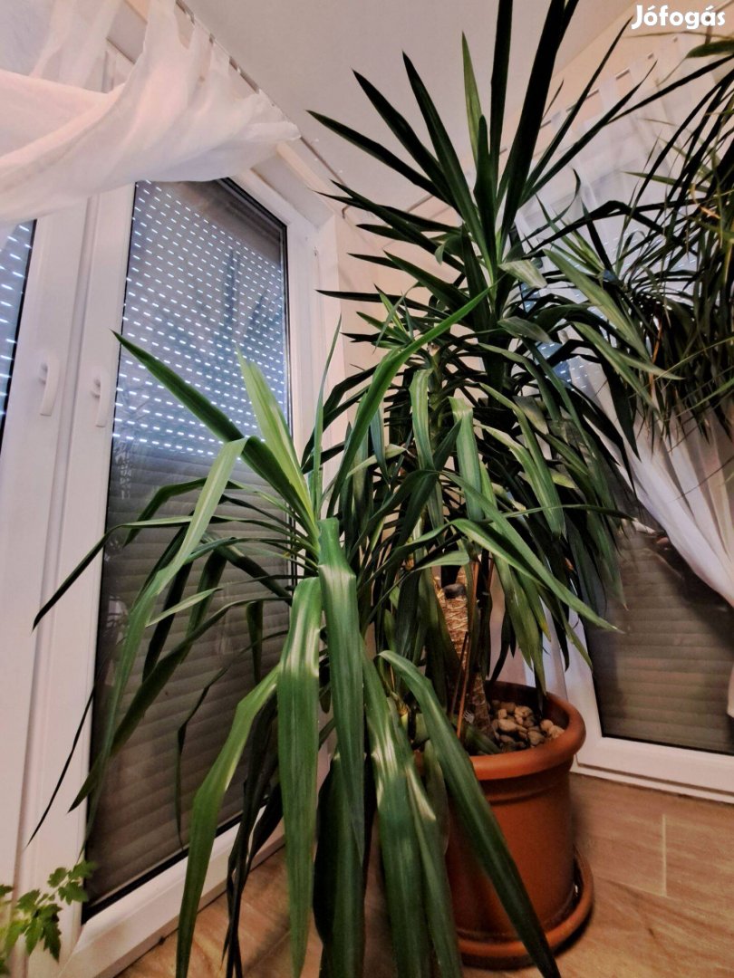 Eladó szobanövény - yuka pálma