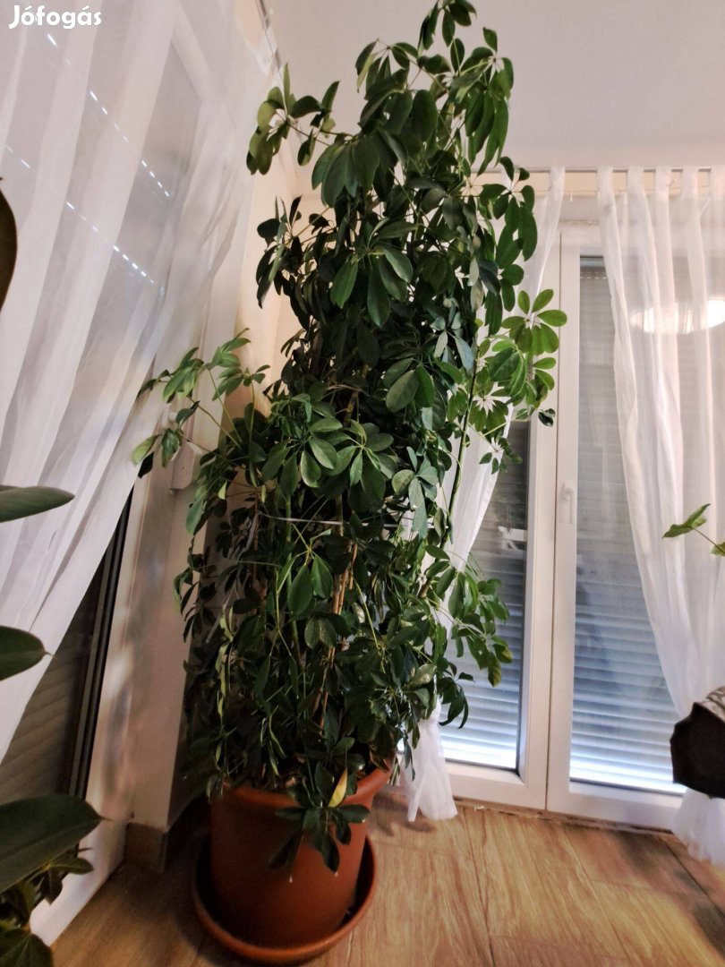 Eladó szobanövény- kislevelű sugárarália