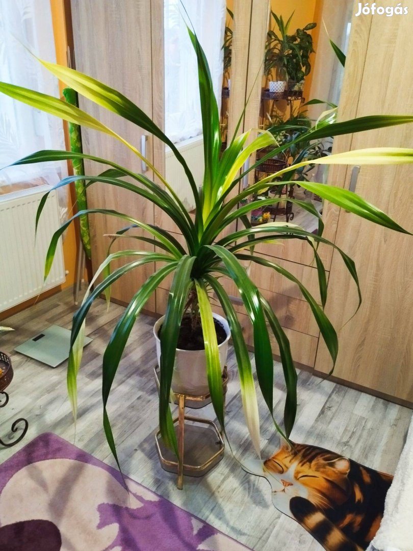 Eladó szobanövény szobavirág