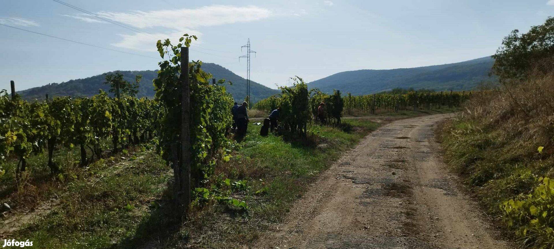 Eladó szőlőterület Olaszliszka határában a Györgyike-dűlőben
