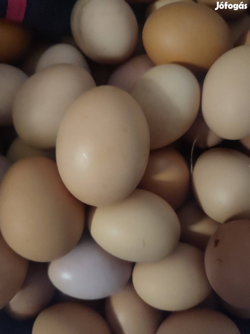 Eladó tanyasi tojás