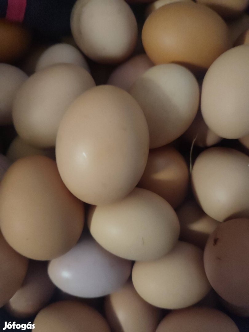Eladó tanyasi tojás