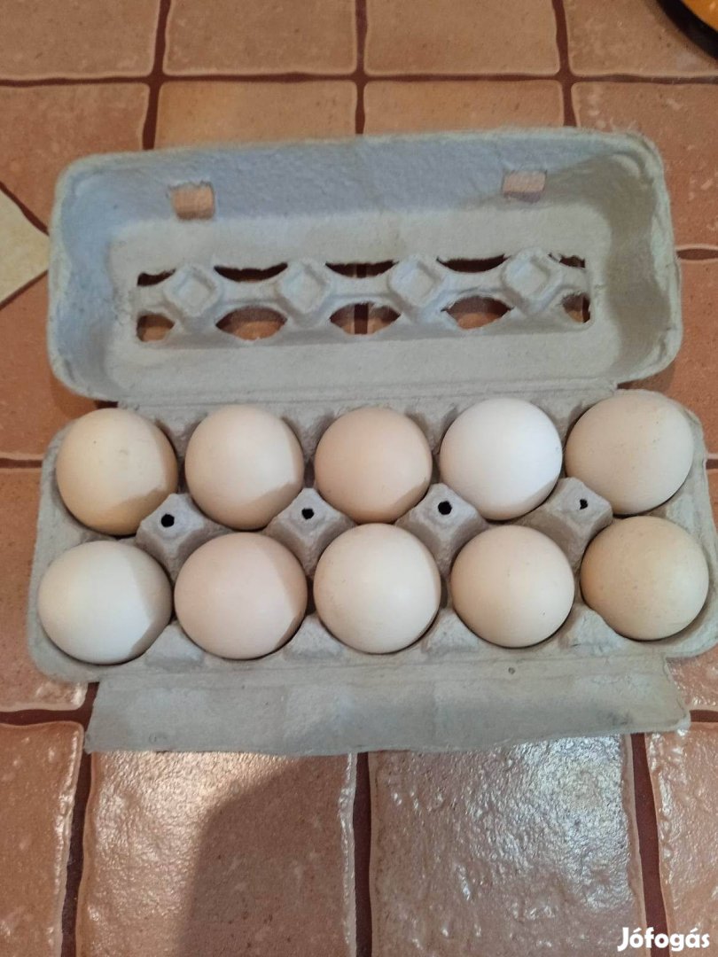 Eladó tanyasi tojás (keltethető is ) eladó