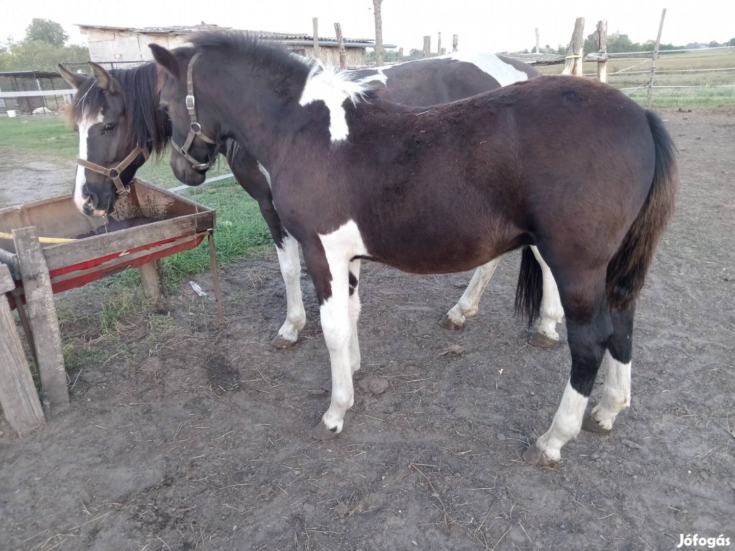 Eladó tarka csődőr poni 