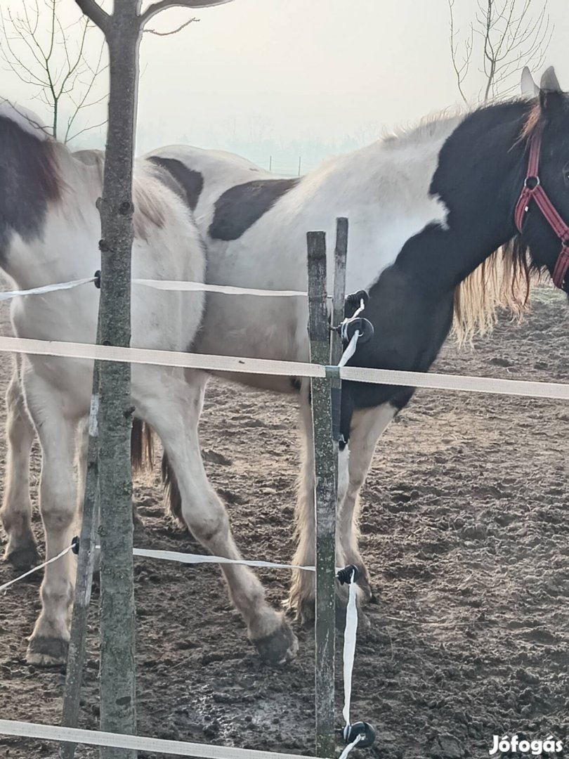 Eladó tarka tinker félvér csődőr csíko 