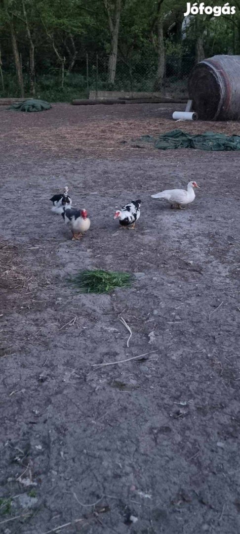 Eladó tavaly őszi néma kacsák