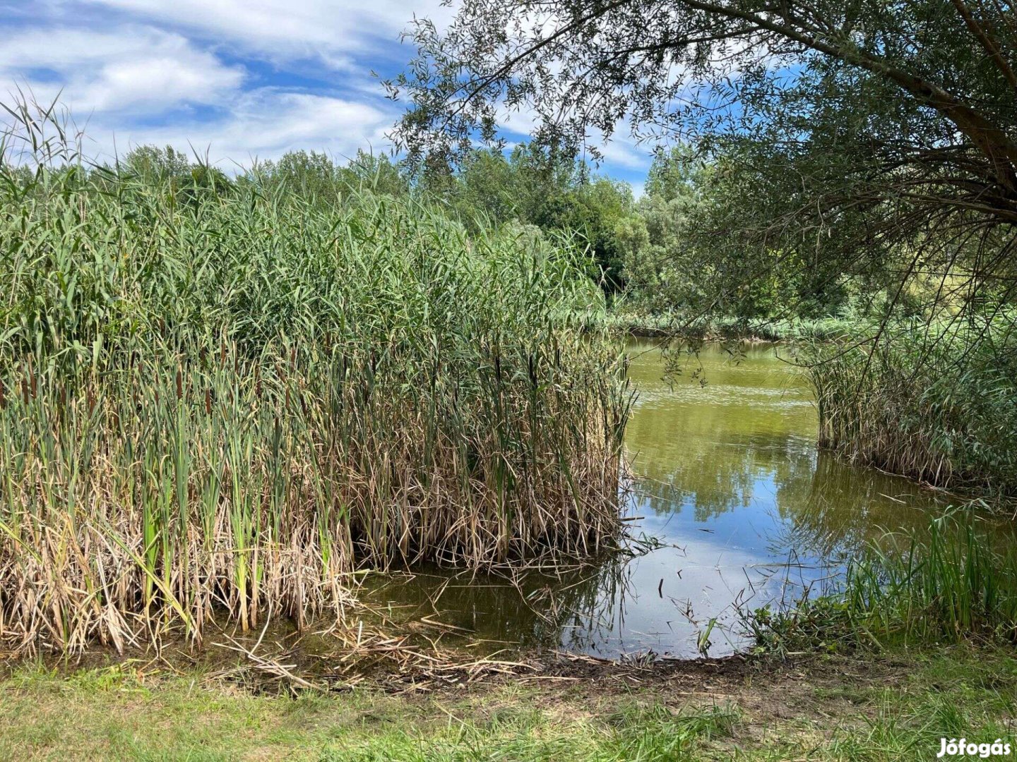 Eladó telek Bogyiszlón, a holt Duna partján, gyönyörű vadregényes körn