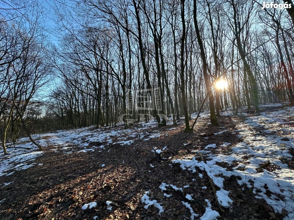 Eladó telek Kismaros, Börzsönyliget