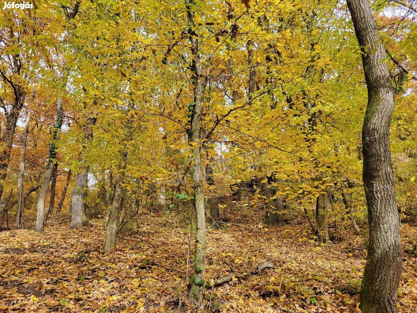 Eladó telek, Kismaros Börzsönyliget, 30000000 Ft, 1000 nm