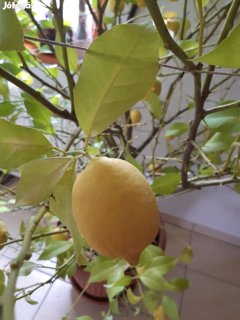 Eladó termő citromfa