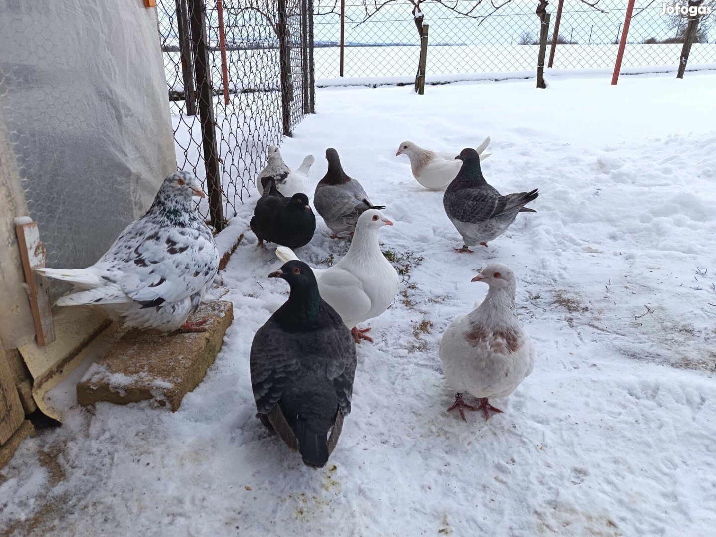 Eladó texán galambok