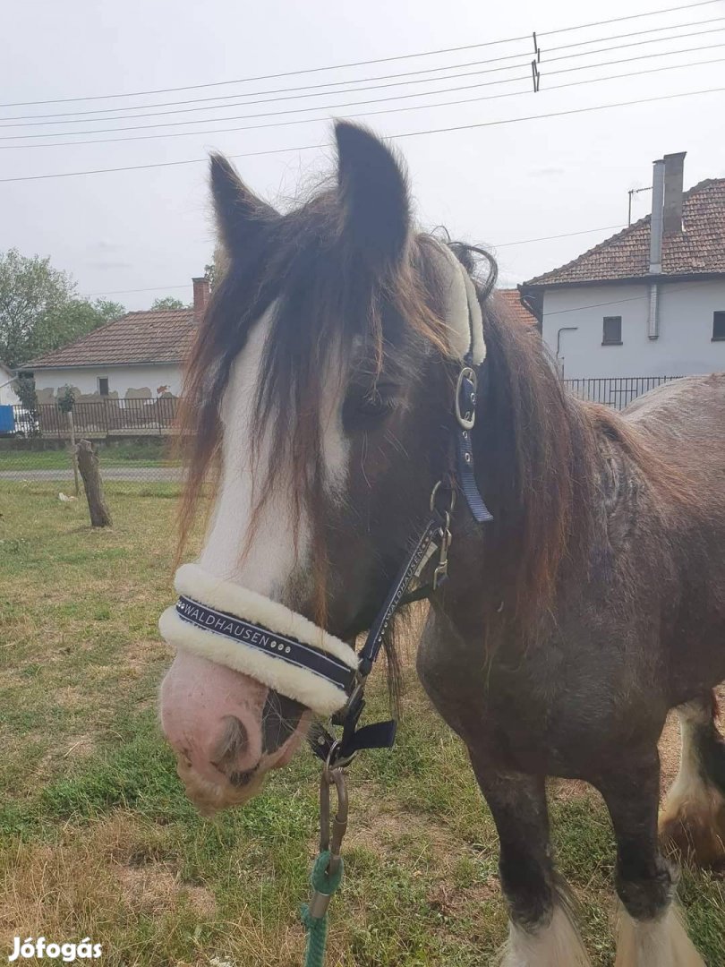 Eladó tinker ló vagy csere