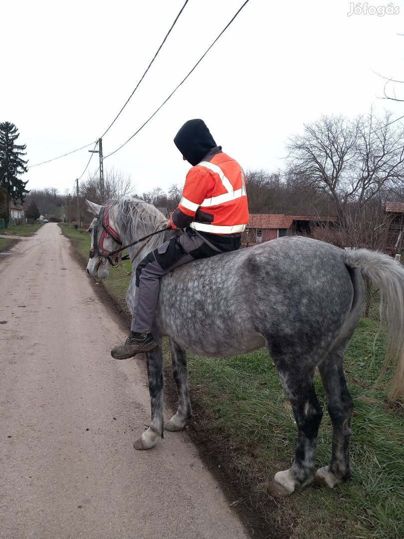 Elado tiszta verü lipicai kanca 